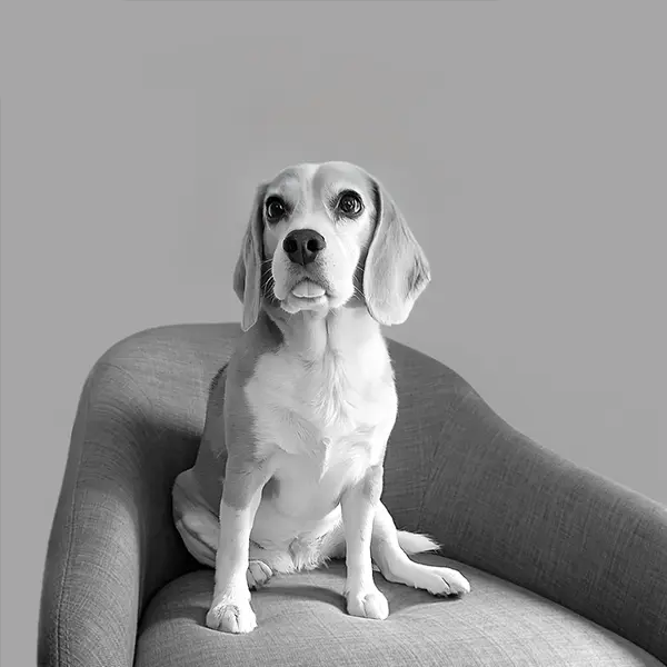 Bella profiilifoto. 1kopikas haukuv assistant.